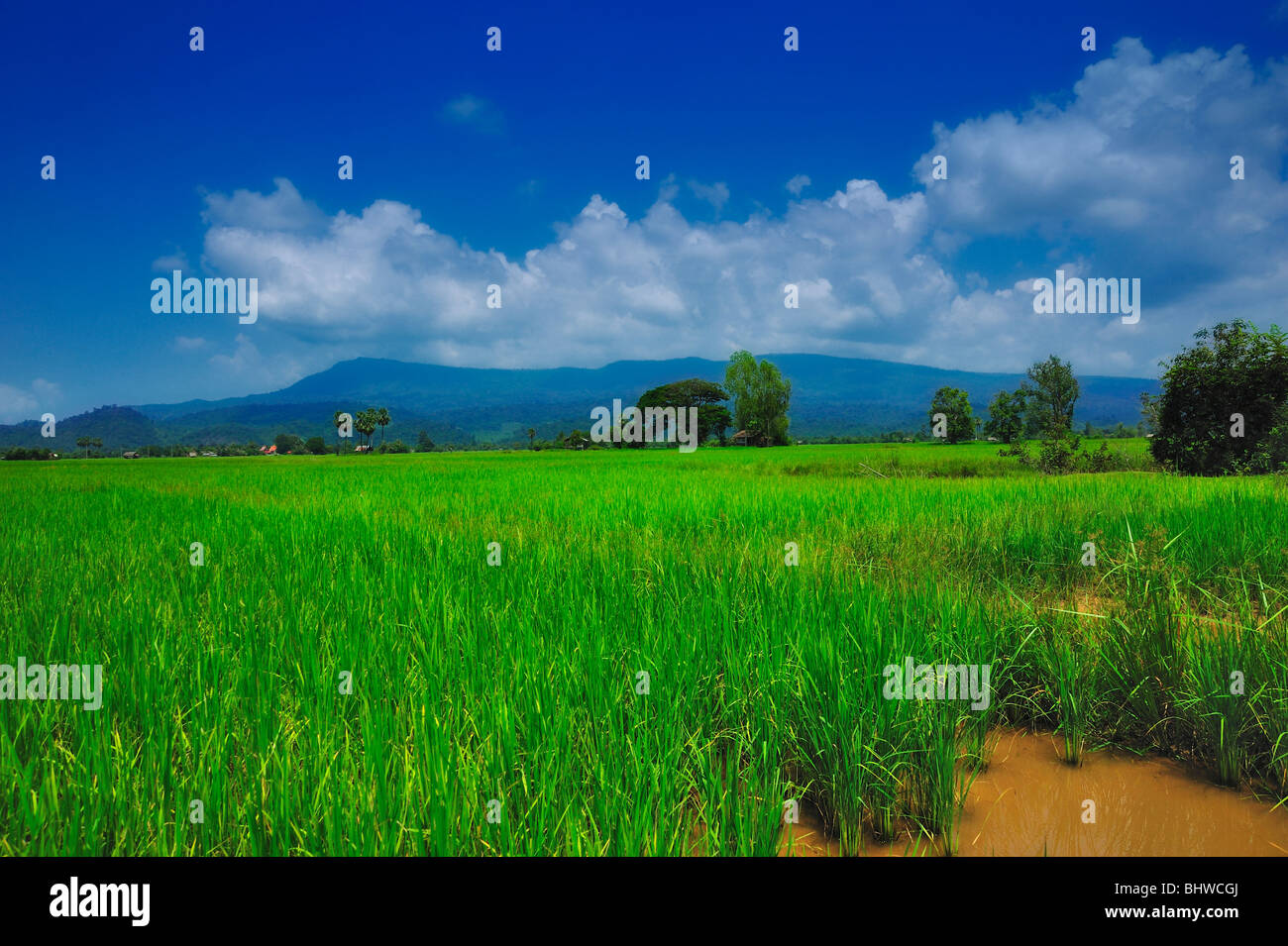 Reisfeld, Laos Stockfoto