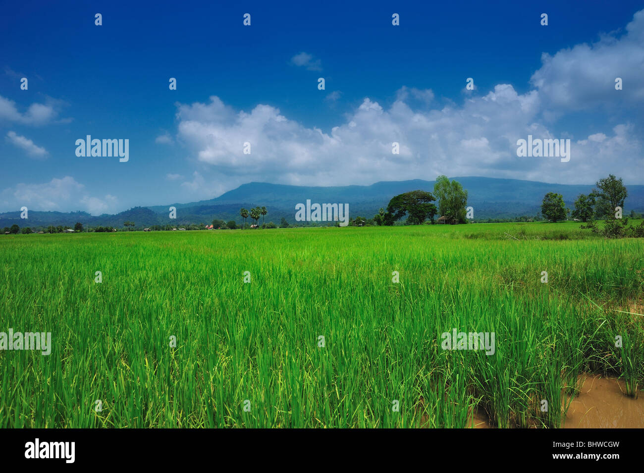 Reisfeld, Laos Stockfoto