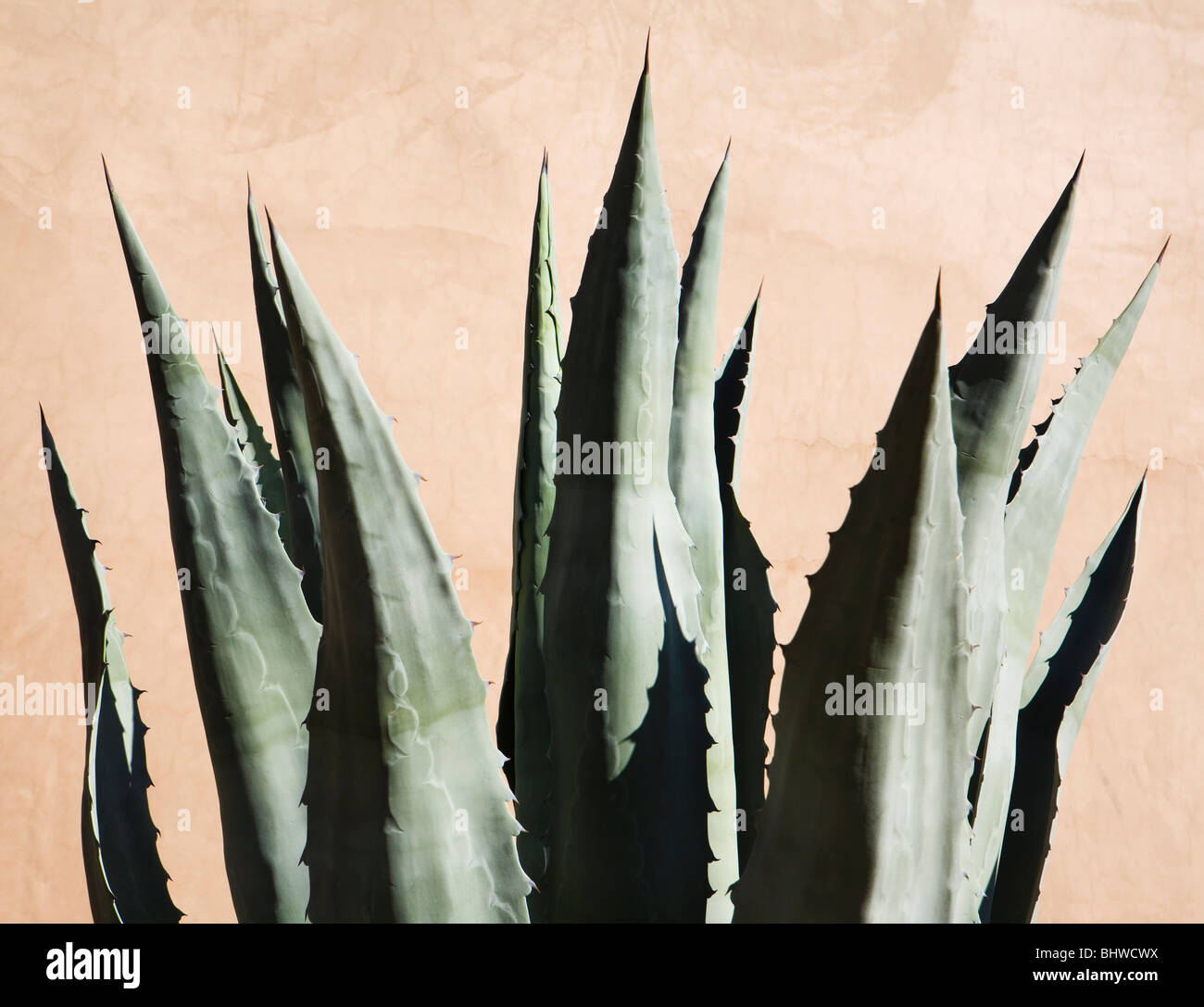 Eine Agave Pflanze gegen eine Adobe-Wand, Phoenix, Arizona, USA. Stockfoto