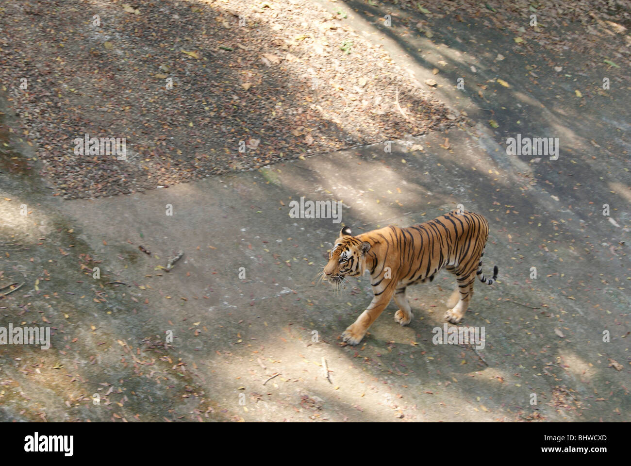 Wilde Tiger eingetragen im Dorfgebiet und gehen langsam in den betonierten offenen Space.Scene aus Kerala, Indien Stockfoto