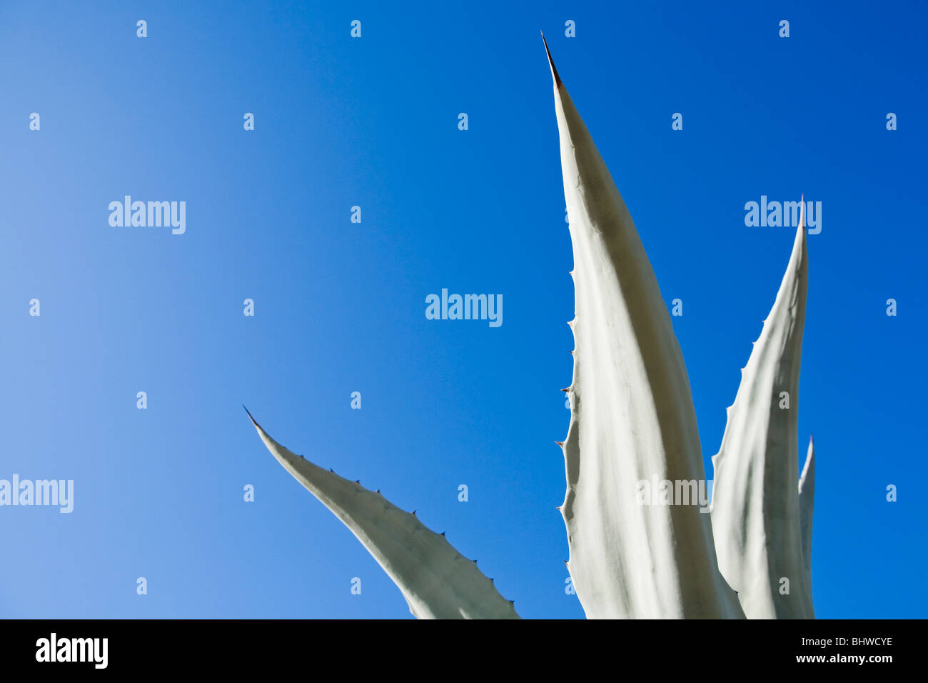 Eine Agave Pflanze und blauer Himmel. Stockfoto