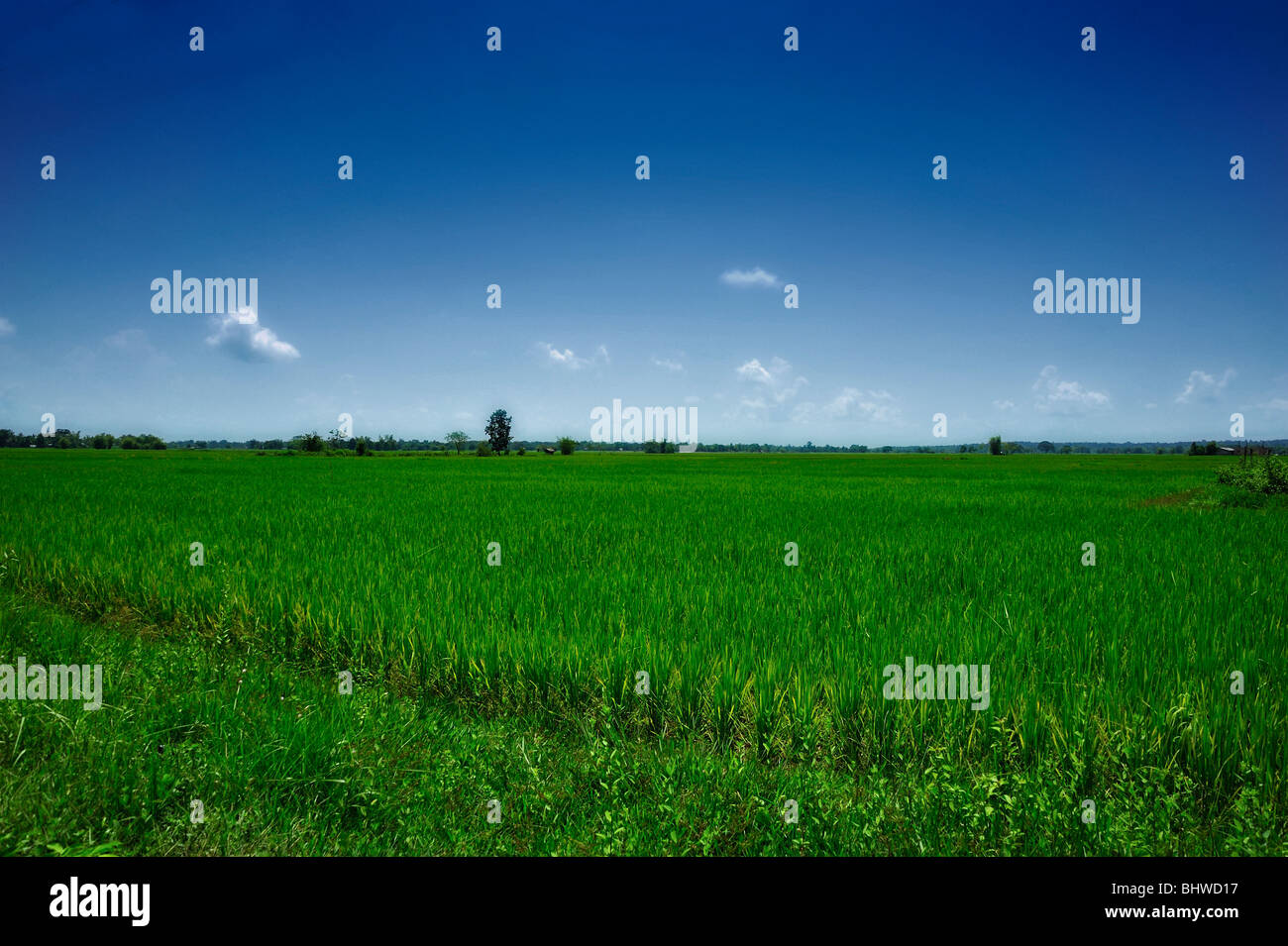 Reisfeld, Laos Stockfoto