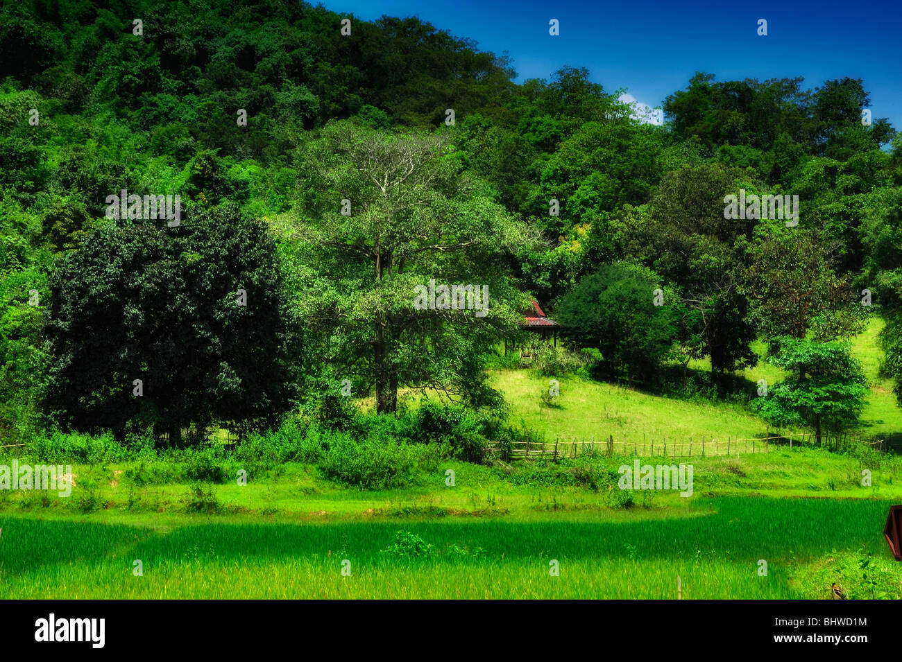 Reisfeld, Laos Stockfoto