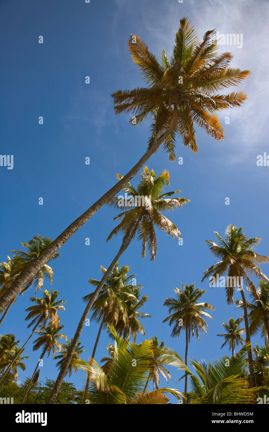 Blick auf Palmen, fotografiert von einem niedrigen Standpunkt mit Palmwedeln hervorgehoben vor blauem Himmel Stockfoto