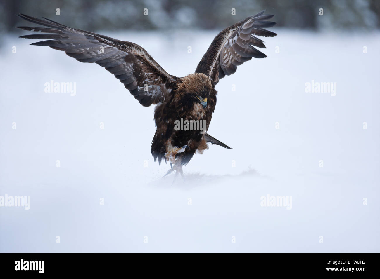 Steinadler, die Landung auf Kadaver Stockfoto