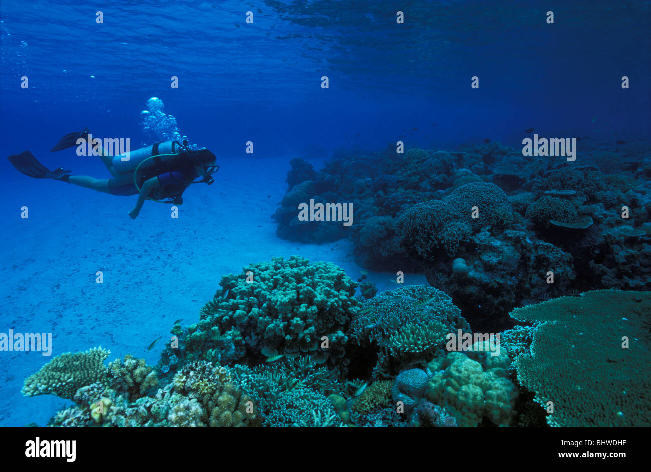 Taucher genießen Sie unberührte Korallenriffe von Apo Island, Philippinen Stockfoto