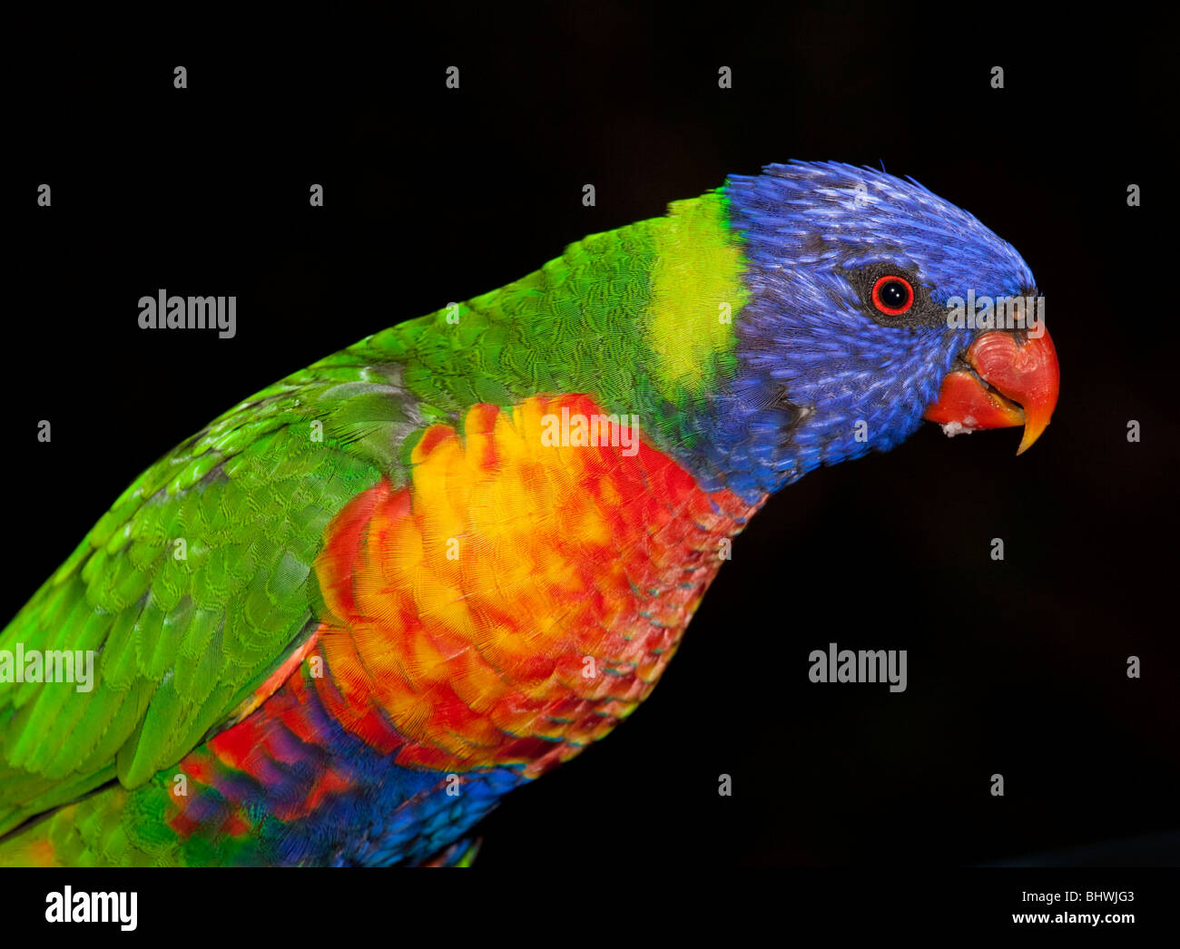 Lorikeet, Vogel, Papagei, Australien isoliert auf schwarz Stockfoto