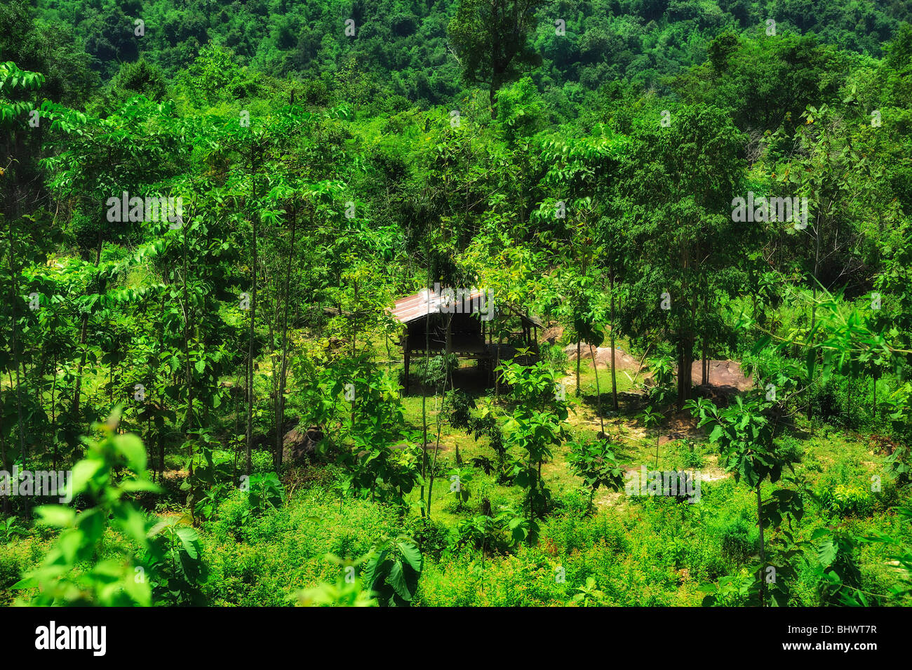 Reisfeld, Laos Stockfoto