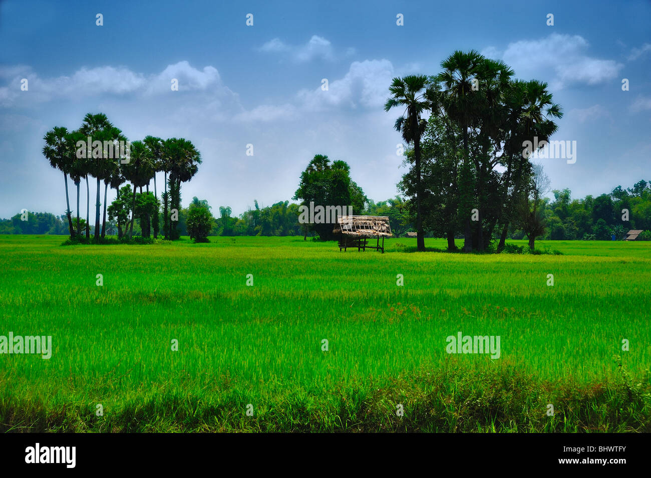 Reisfeld, Laos Stockfoto