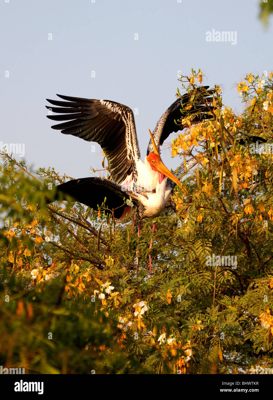 Indische Vögel Stockfoto