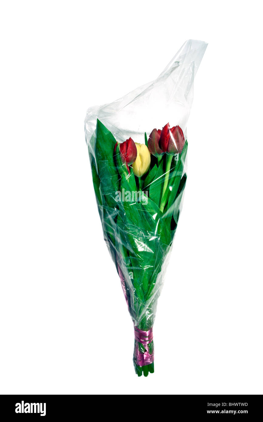 Stillleben mit roten und gelben Tulpen Strauß, Geschenk verpackt Cellophan, durch Charles Lupica. Stockfoto