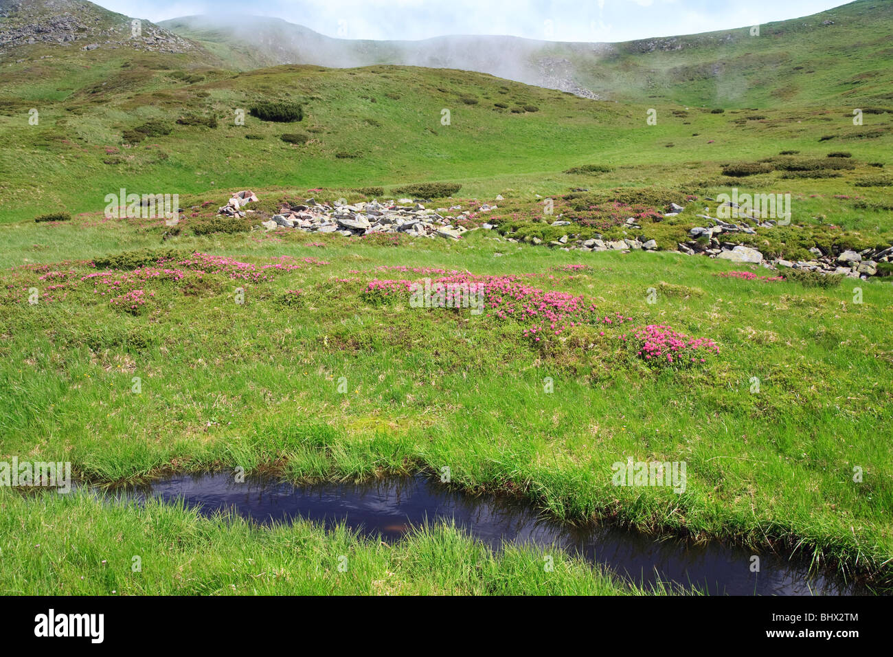 Rosa Rhododendron Blüten und kleine Mere an Sommer Berghang mit Cloud auf Hügel (Ukraine, Karpaten) Stockfoto