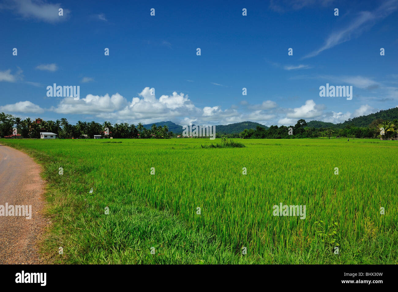 Reisfeld, Laos Stockfoto