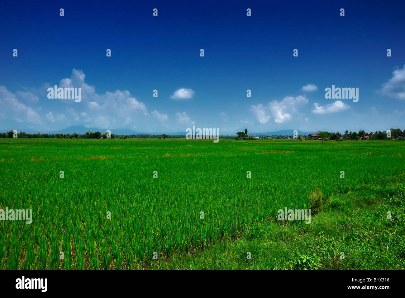 Reisfeld, Laos Stockfoto