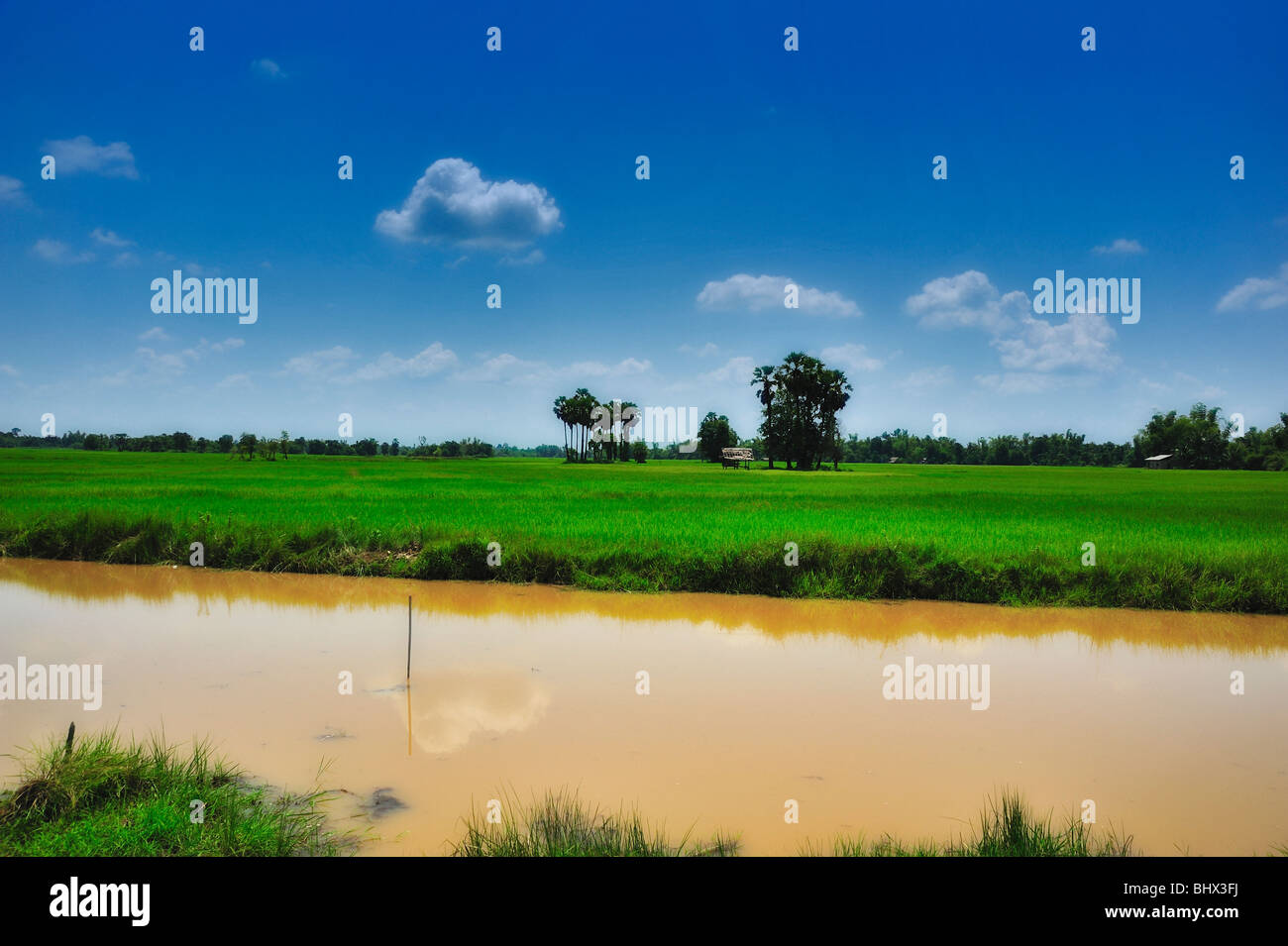 Reisfeld, Laos Stockfoto