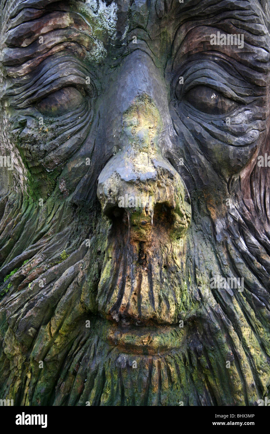 Geschnitzte hölzerne alte Männerkopf im Sefton Park, Merseyside, UK Stockfoto