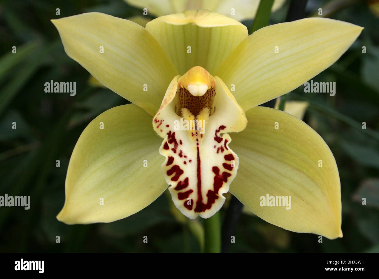 Gelbe Cymbidium Orchidee genommen in Sefton Park Palmhouse, Liverpool, UK Stockfoto