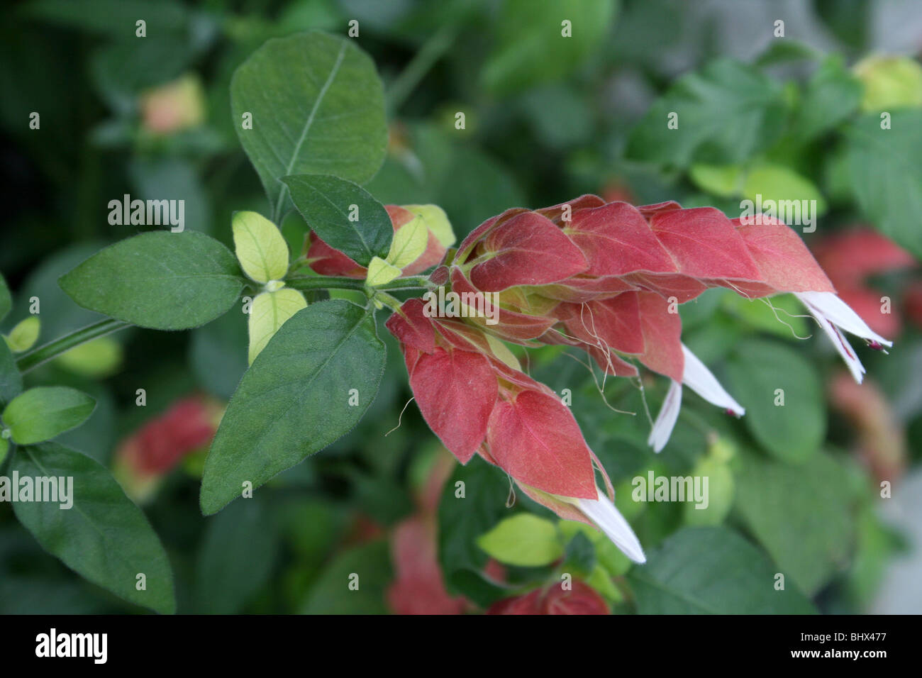 Mexikanische Garnelen Pflanze Justicia brandegeeana Stockfoto