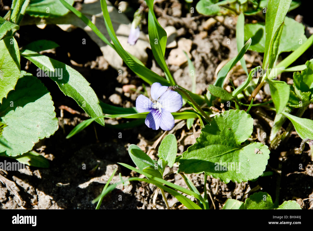 Blau-violett Stockfoto