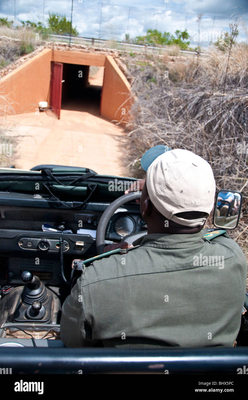 Game Drive/Safari mit Ranger Stockfoto