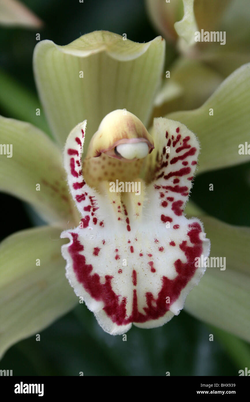 Gelbe Cymbidium Orchidee genommen in Sefton Park Palmhouse, Liverpool, UK Stockfoto