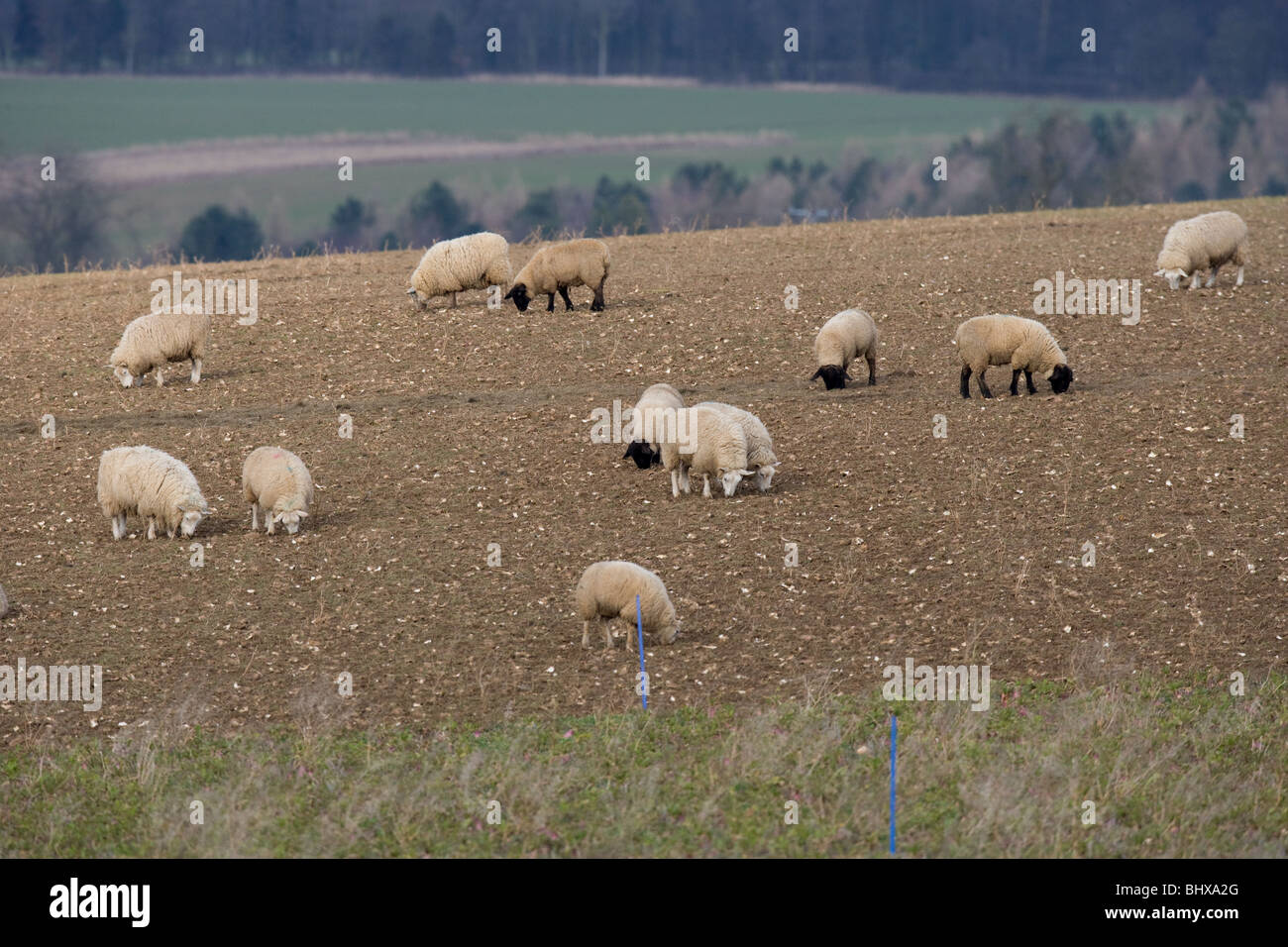 Schafe auf Stoppeln Rüben Stockfoto