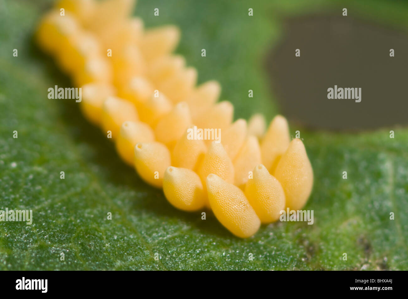 Elm Leaf Beetle Eiern Stockfoto