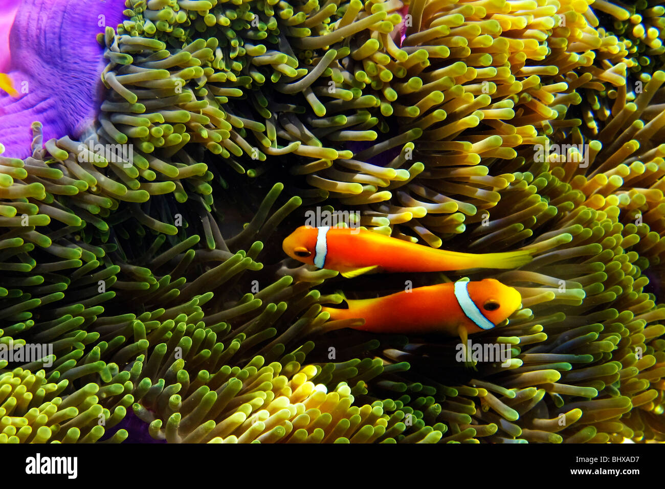 Falscher Clownfisch mit Anmone, Biyadhoo Island Süd Male Atoll Malediven Stockfoto