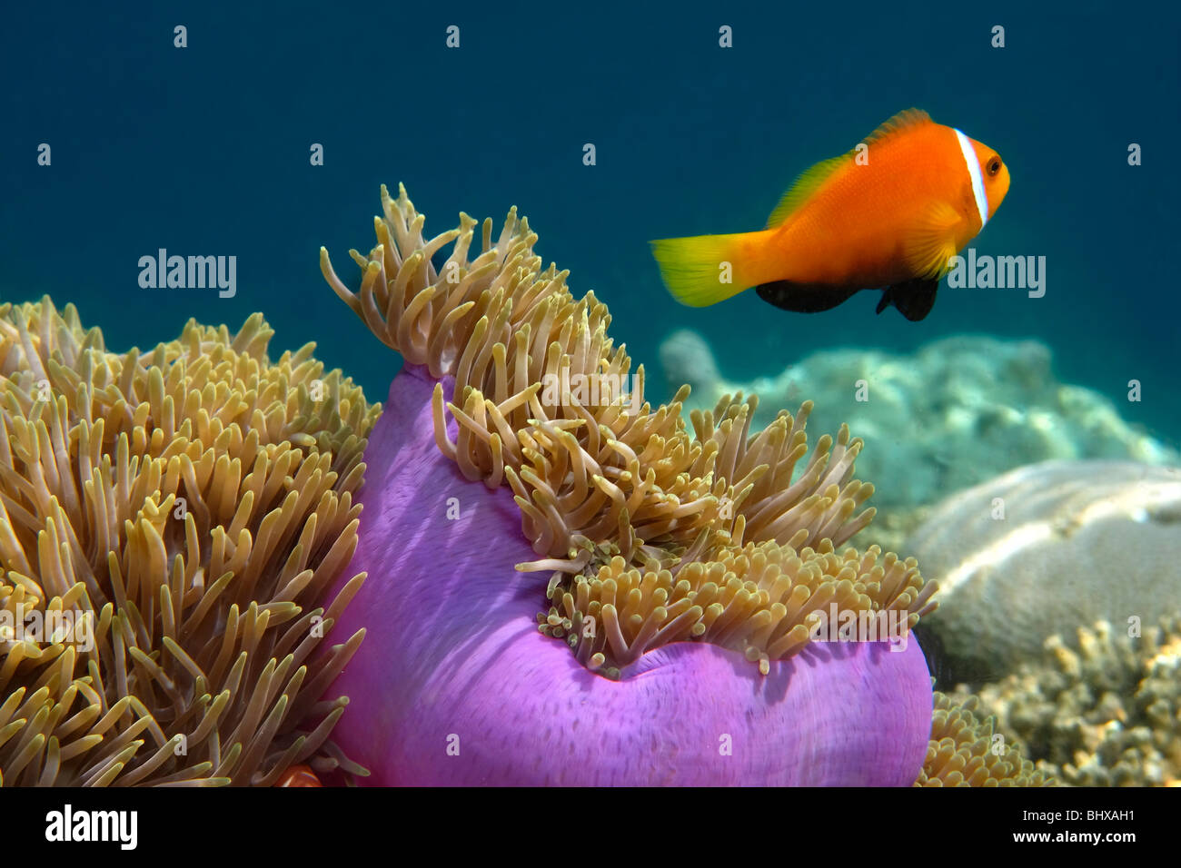 Falscher Clownfisch mit Anmone, Biyadhoo Island Süd Male Atoll Malediven Stockfoto