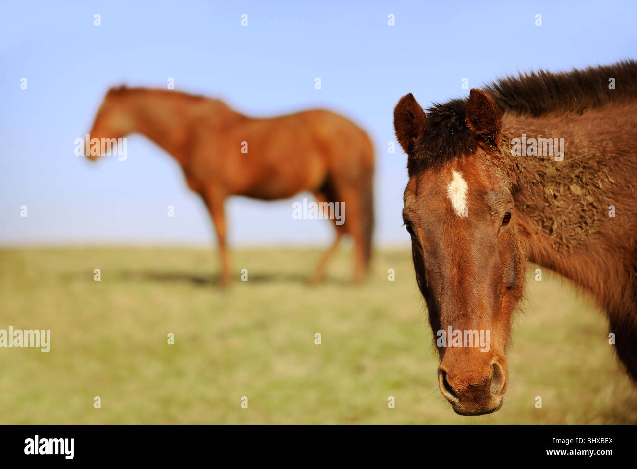 Pferd im Wintermantel Stockfoto