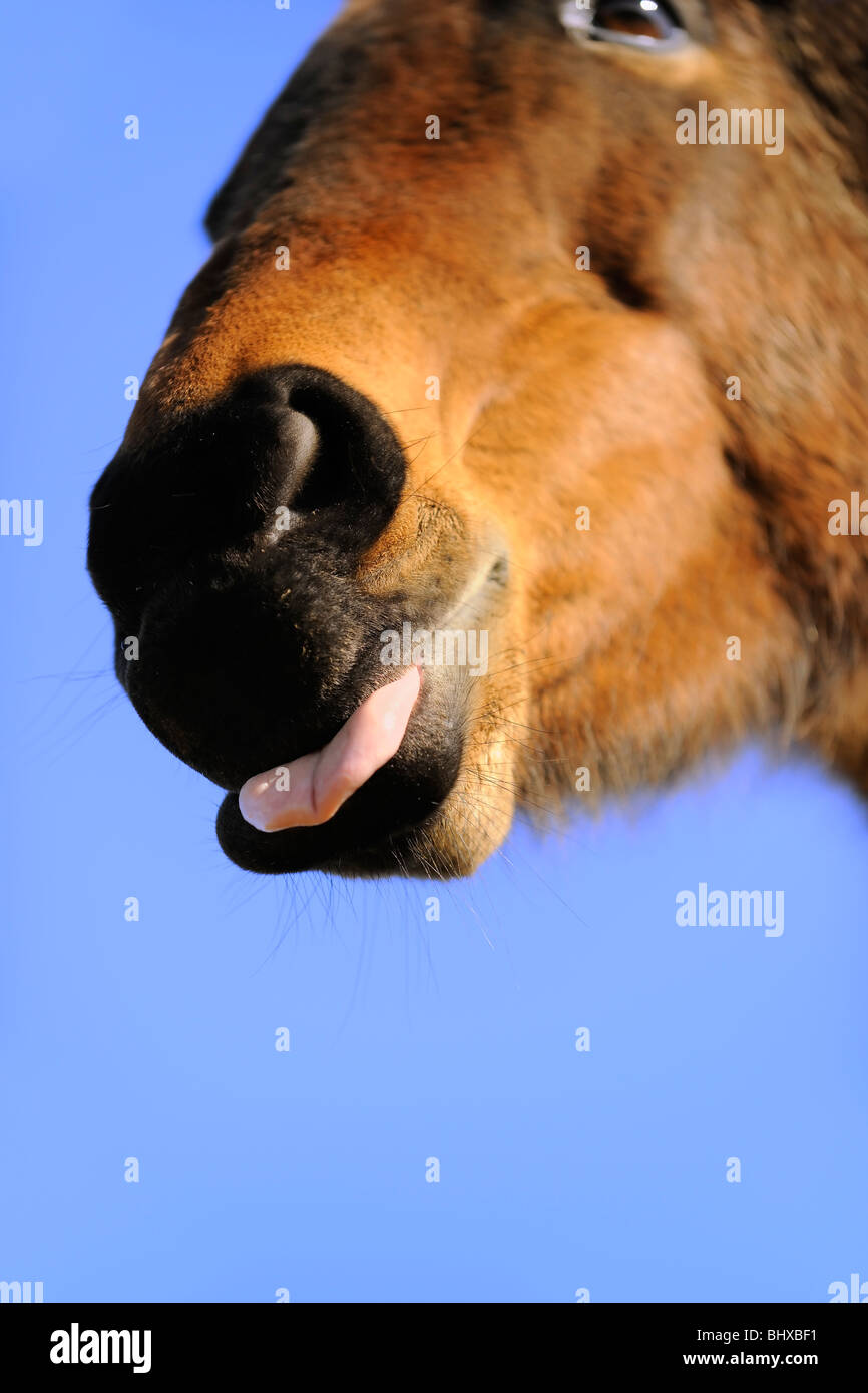 Aus dem Mund Pferde Stockfoto