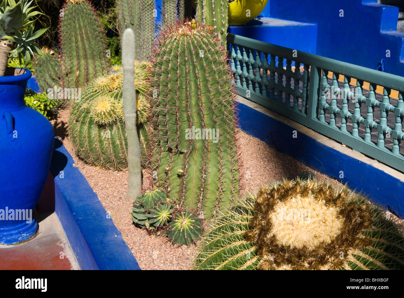 Marokkanischer kaktus -Fotos und -Bildmaterial in hoher Auflsung  Alamy
