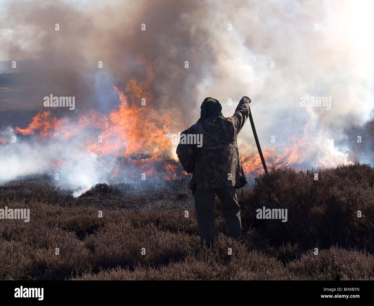 Gesteuert, Heidekraut Brennen auf der North Yorkshire Moors, es wächst lange und lank zu verhindern, wodurch seine Nährwert Stockfoto