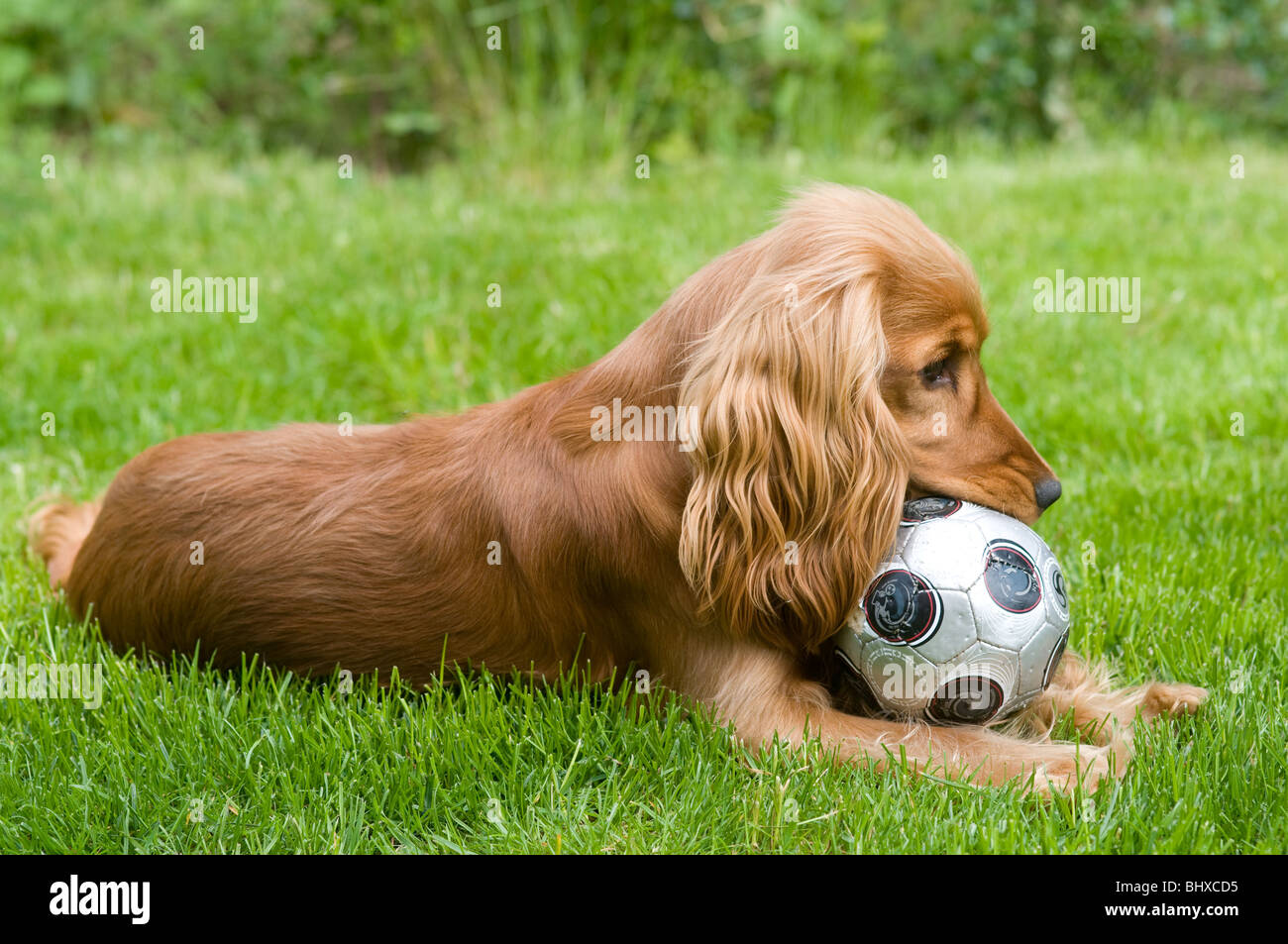 Hund im Garten spielen Stockfoto