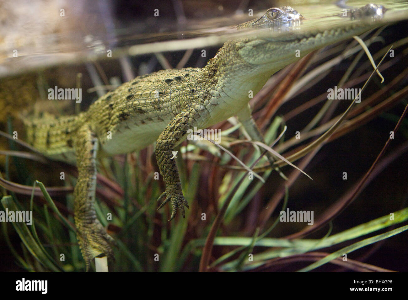 Baby-Salzwasser-Krokodil Stockfoto