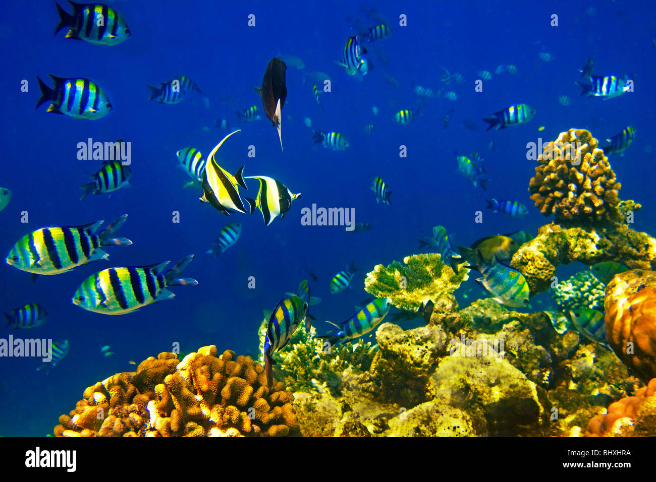 Korallenfische im Biyadhoo Island Reef, Indischer Ozean, Süd Male Atoll, Malediven Stockfoto