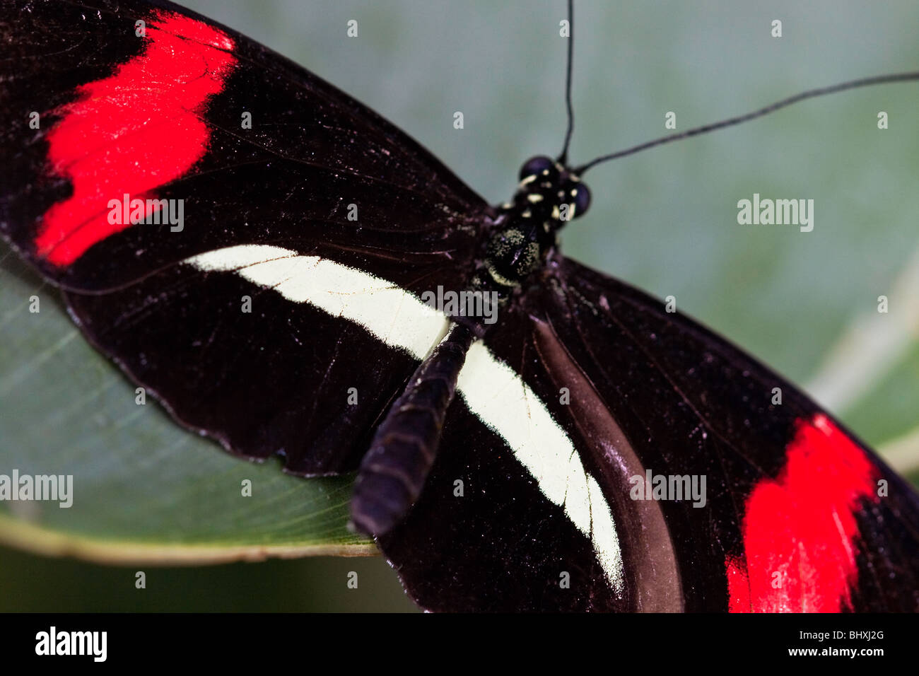 Postbote Schmetterling oder Heliconius Melpomene Stockfoto