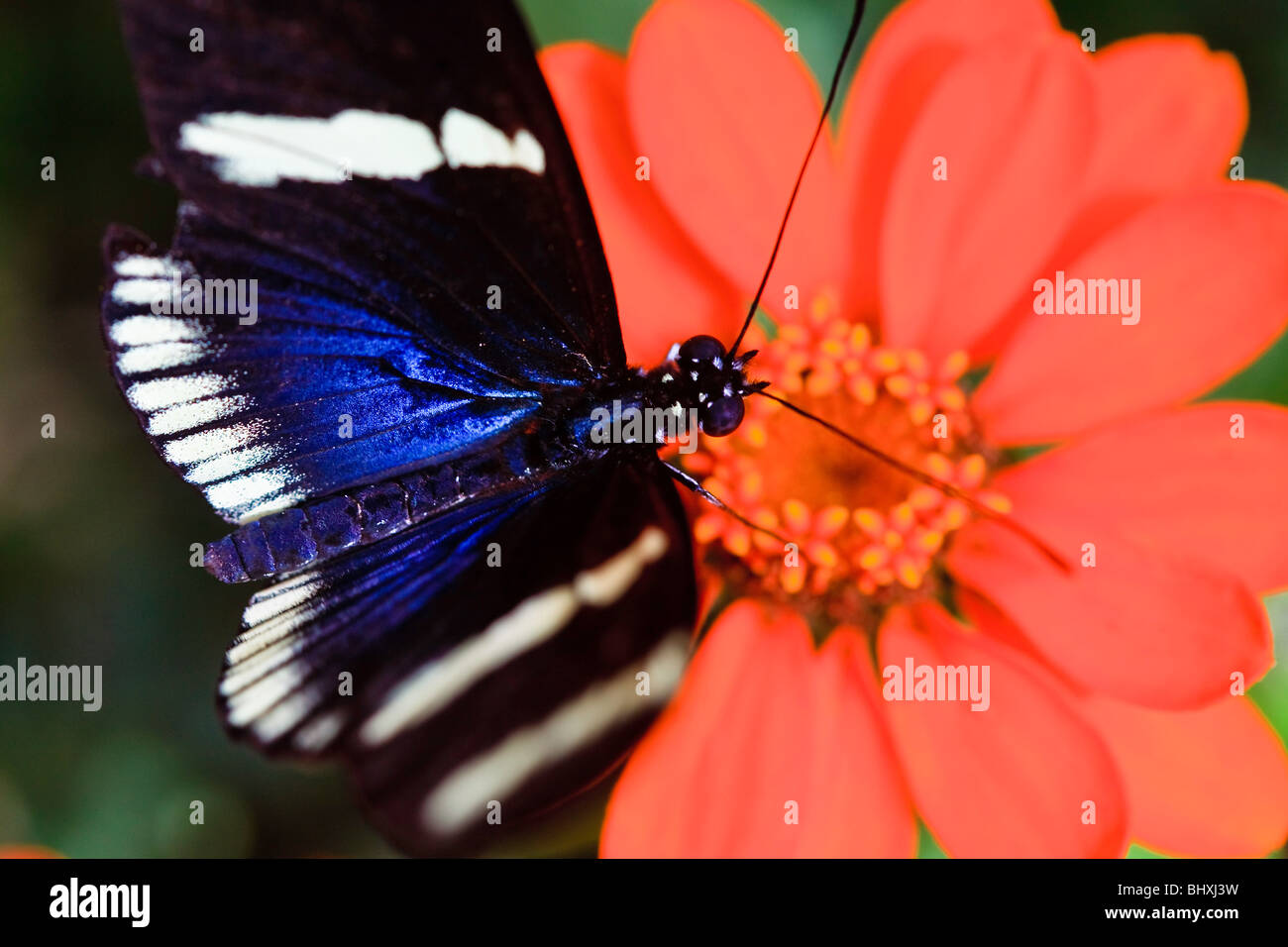 Sara Longwing Butterfly, Heliconius sara Stockfoto