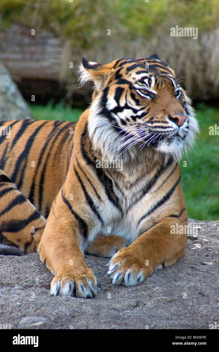 Asiatische Tiger Raubkatze Faulenzen in der Sonne Stockfoto