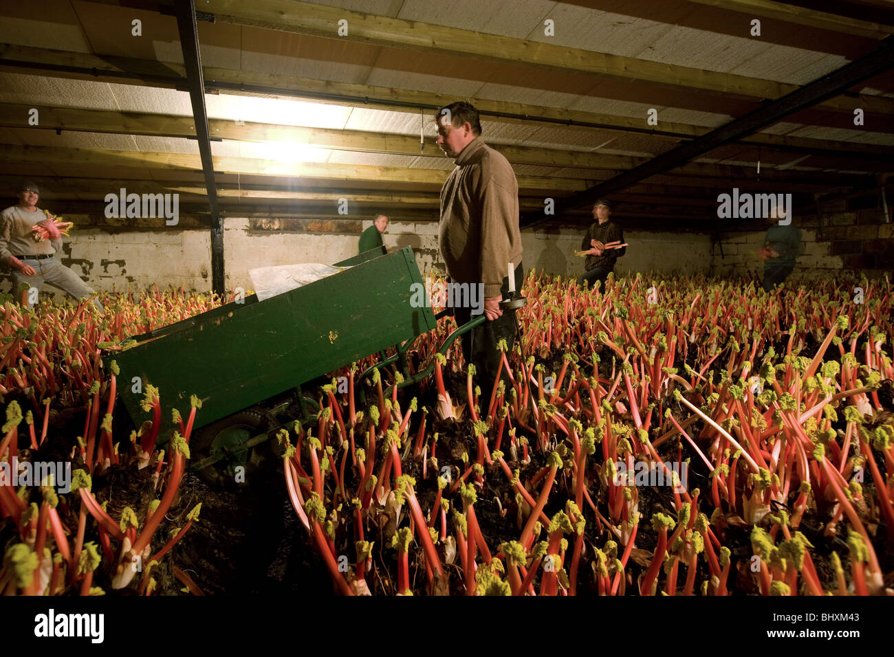 Ernte, Rhabarber, dass wurde gezwungen unter Kerzenschein Stockfoto