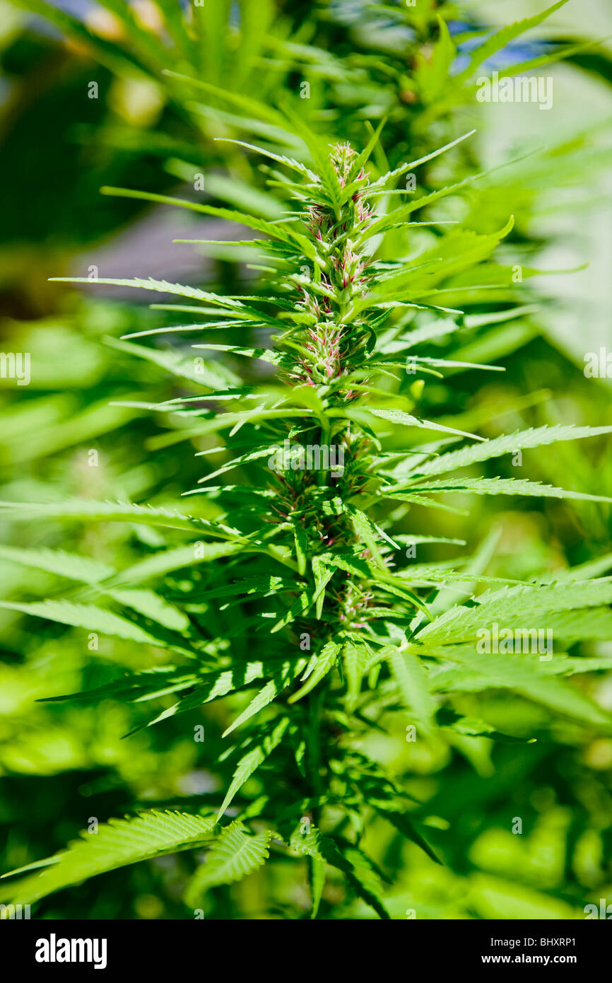 Cannabis Stockfoto
