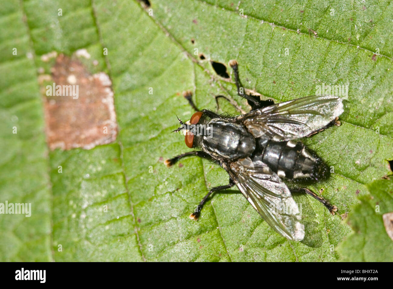 marmoriert grau Fleisch Fly (Sarcophaga Carnaria) Stockfoto