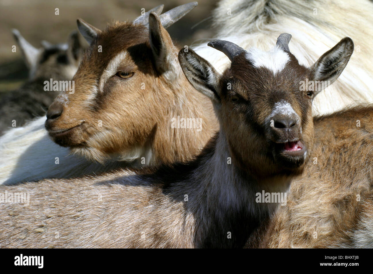 Ziegen Stockfoto