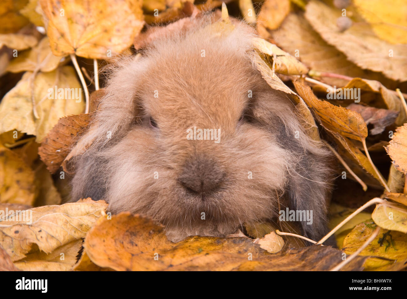 Hase im Herbstlaub Stockfoto