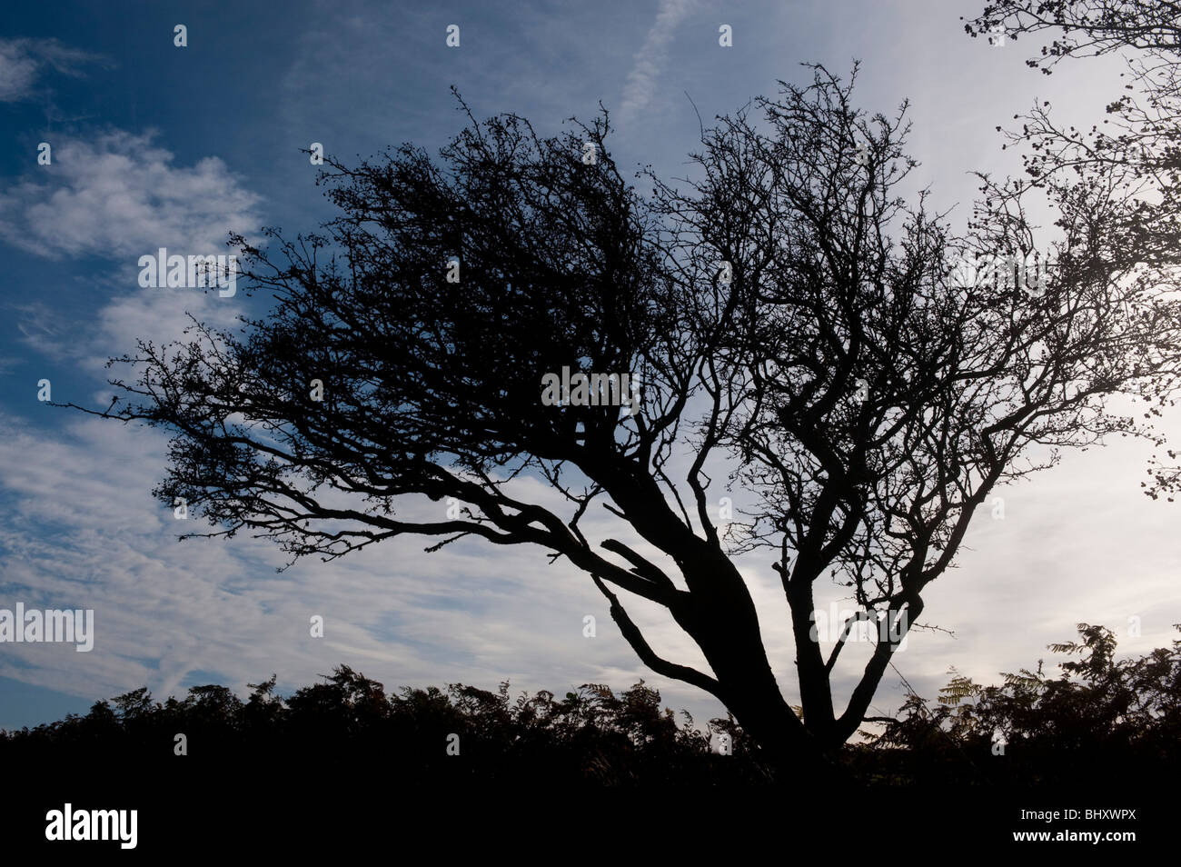 Weißdorn (Crataegeus Monogyna), Winter, sillhouette Stockfoto