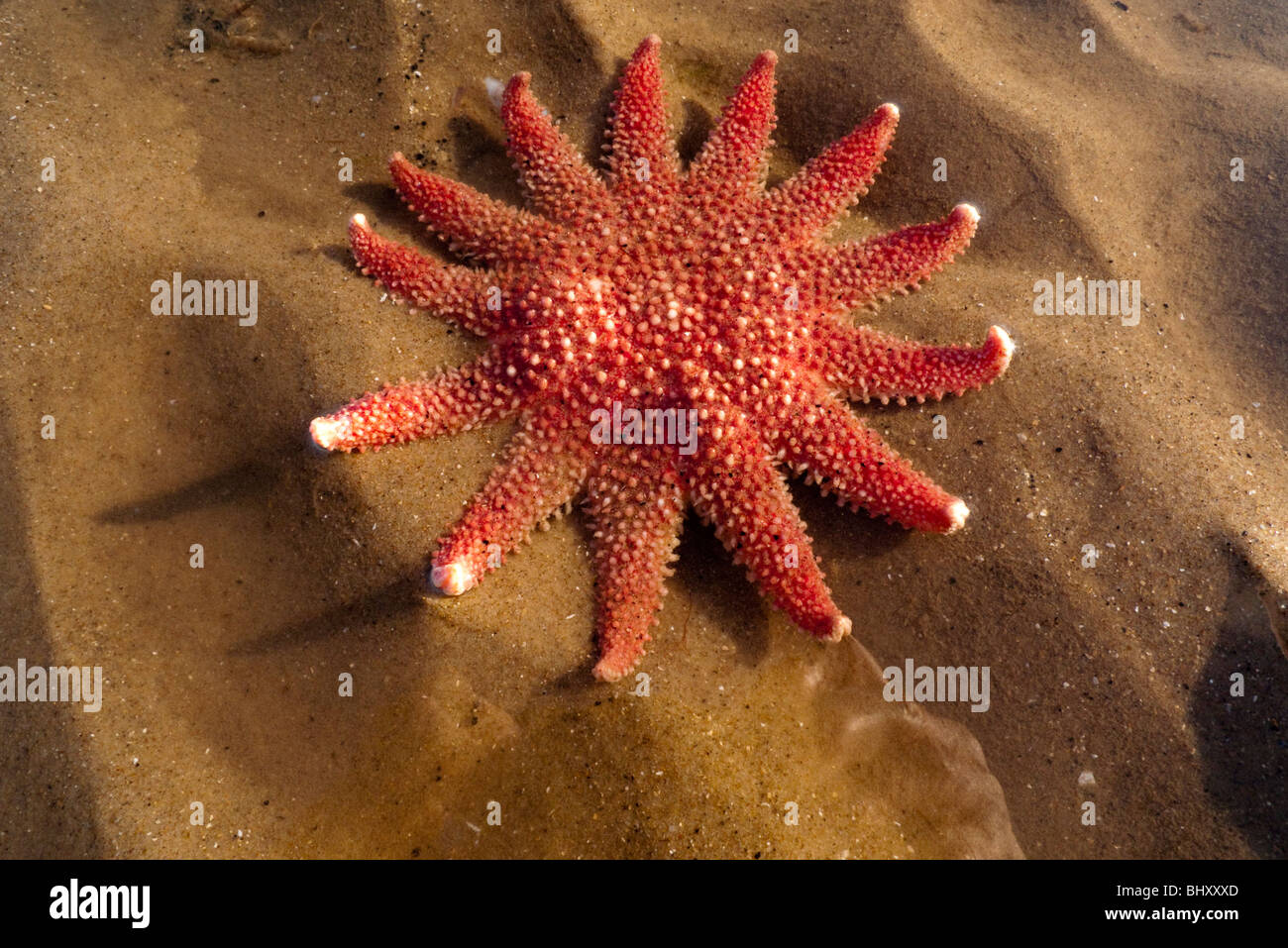 Gemeinsamen Sun Star (Crossaster Papposus) Stockfoto