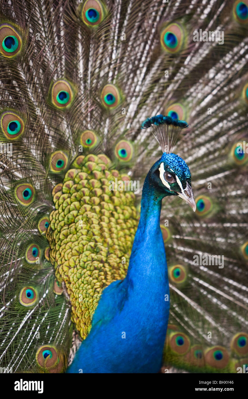 blaue Pfauen (Pavo Cristatus) Stockfoto