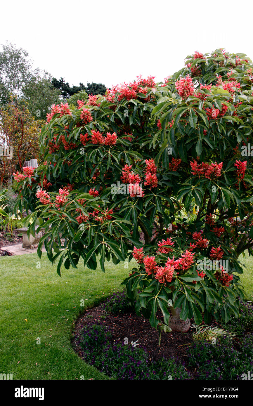 AESCULUS STOCKSCHWÄMMCHEN INDUTA. ROSSKASTANIE BUCKEYE. Stockfoto