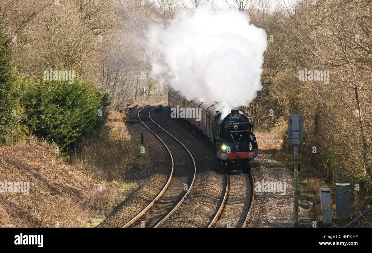 St. Davids Express, auf der Durchreise Wales am St. Davids Tag, gezogen von einer Dampflokomotive Tornado im Auftrag 2009 Stockfoto