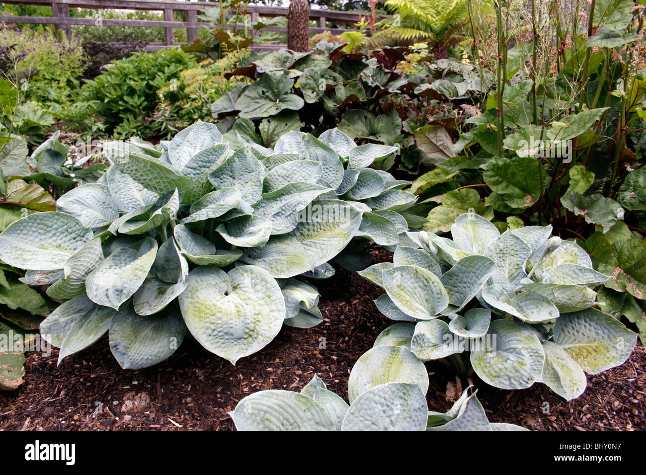 BIG DADDY HOSTA. WEGERICH-LILIE. Stockfoto